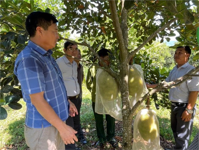 Chuyển đổi cơ cấu cây trồng – Những mô hình thành công (30/11/2024)